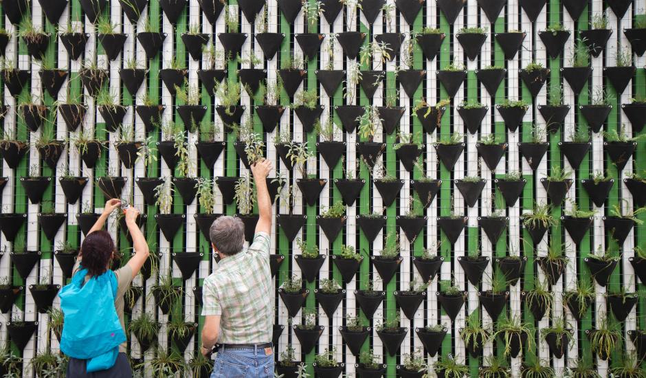 Two people cooperate on planting flowers on a wall.