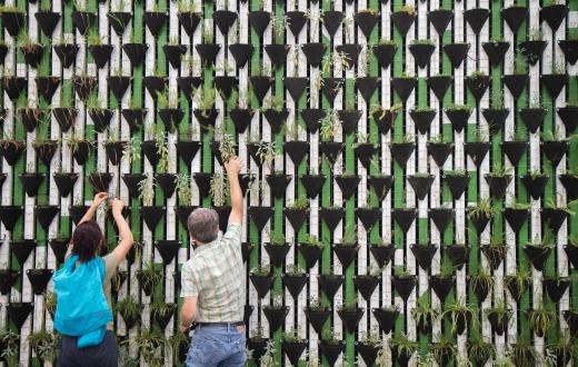 Two people cooperate on planting flowers on a wall.